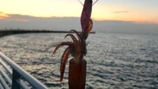 もうすぐシーズンイン ヒイカ釣りのコツを話してみた 千葉の湾奥で釣りをするおかっぱり専門bouzunogareのブログ