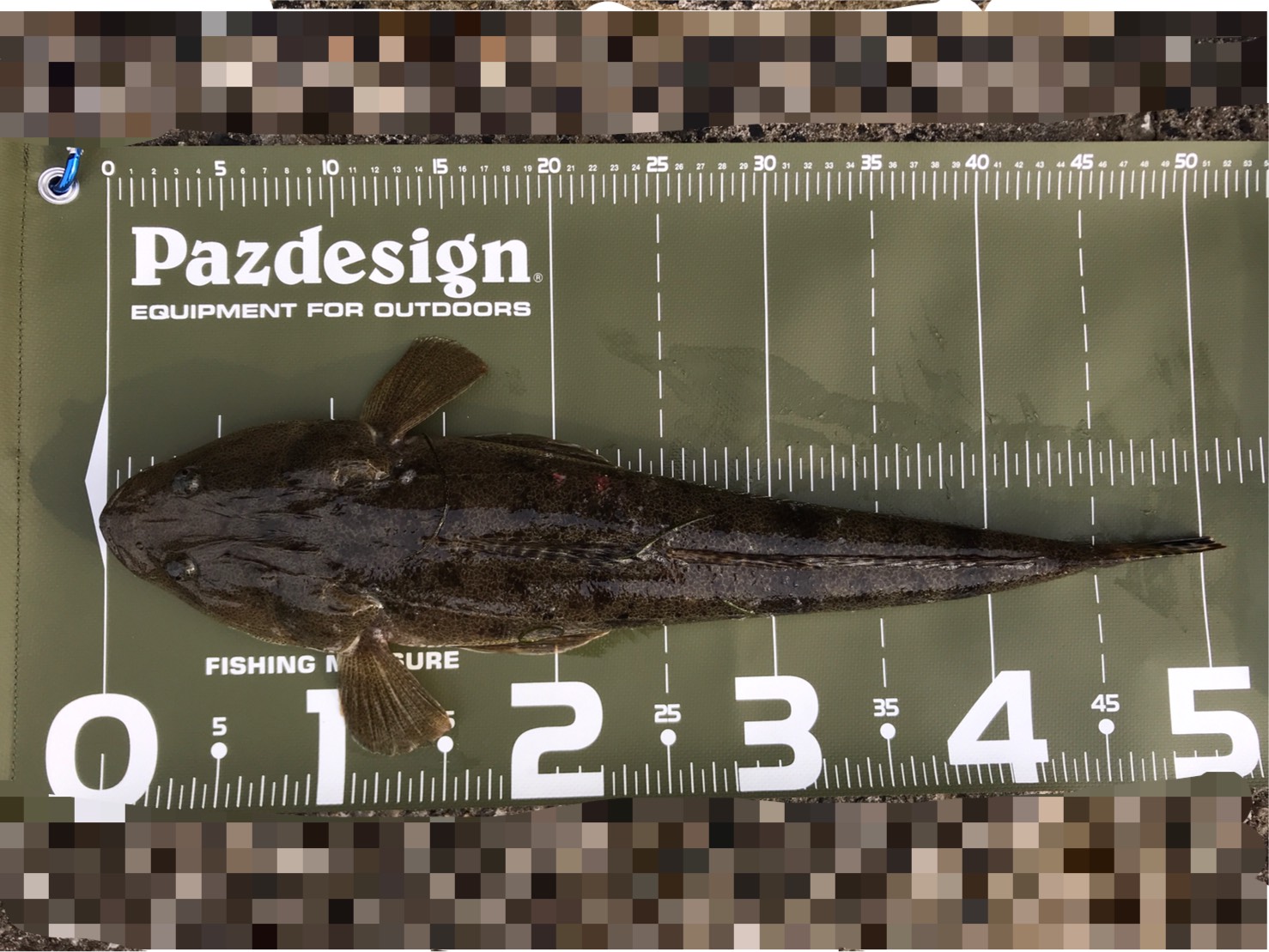 マゴチは危険です 千葉の湾奥で釣りをするおかっぱり専門bouzunogareのブログ